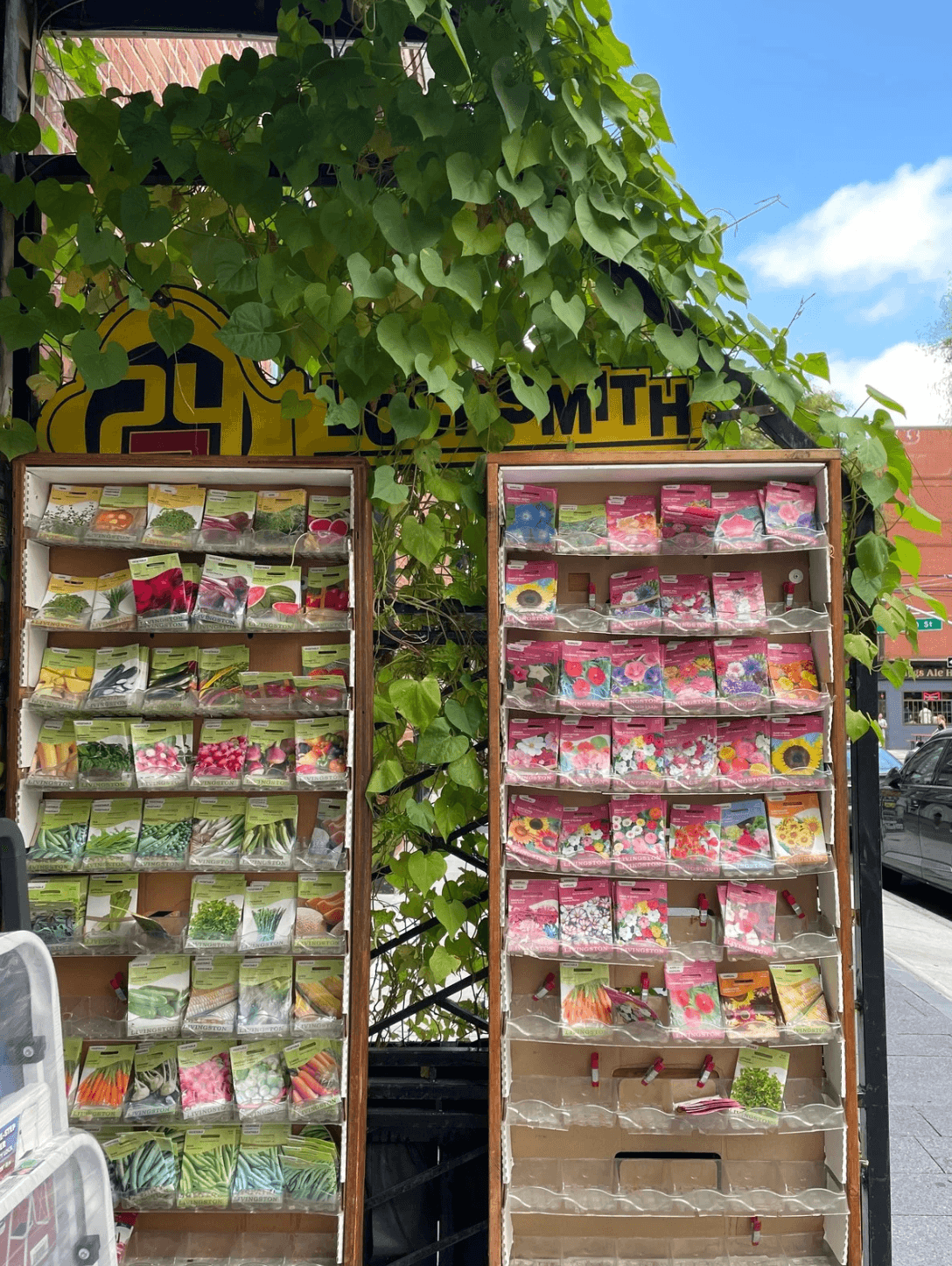 Seeds lined up